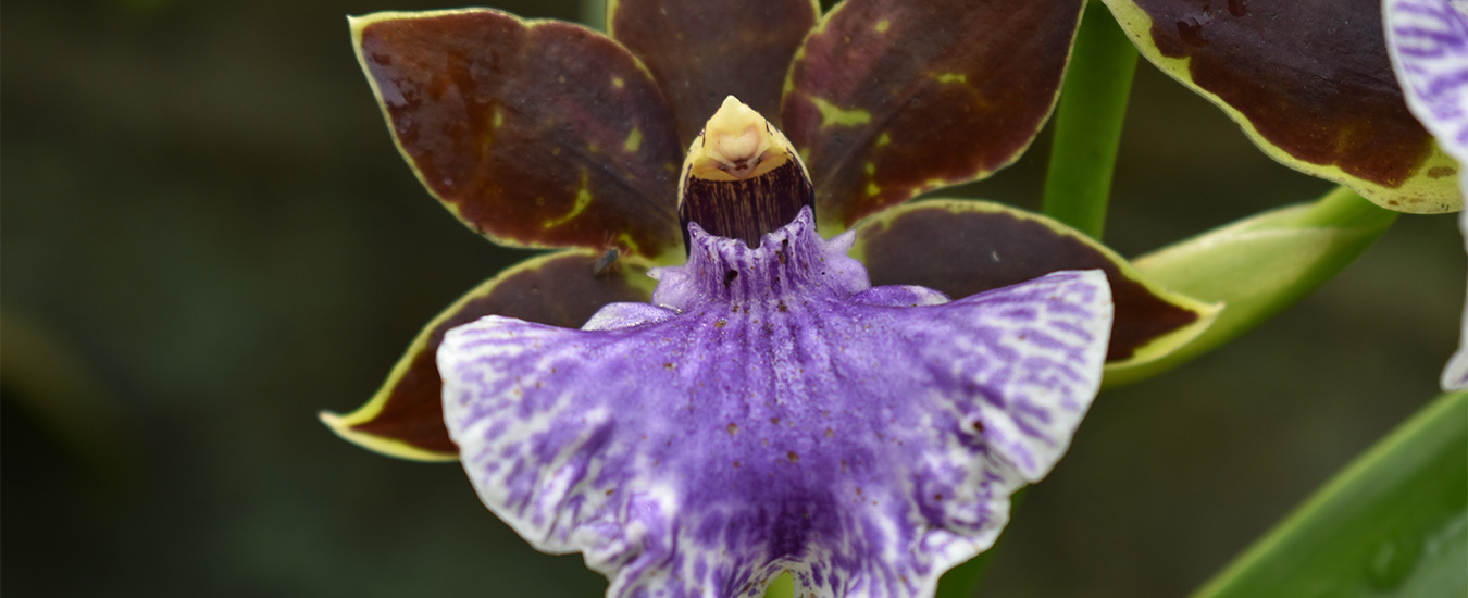 Kaziranga National Orchid & Biodiversity Park